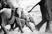 A Young Elephant And Protective Herd Photograph by Ben McRae