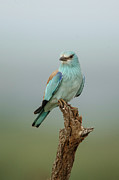 Abyssinian Roller, Coracias Photograph by Sarah Darnell