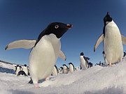 Adelie Penguins, Antarctica Photograph by Fred  Olivier / Naturepl.com