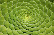 Aeonium Tabulifrome Photograph by Science Photo Library