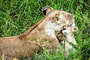 Motherly Lion Love Photograph by Good Focused