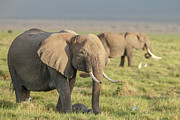 Africain Elephant, Loxodonta, Family Photograph by Sarah Darnell