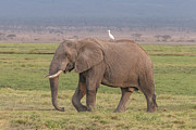Africain Elephant, Loxodonta, Lone Photograph by Sarah Darnell