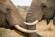 African Elephant Bulls Fighting Photograph by Sebastian Kennerknecht