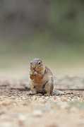 African Ground Squirrel, Xerus, Female Photograph by Sarah Darnell