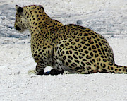 African Leopard Photograph by Eric Pengelly