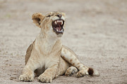 African Lion, Panthera Leo, Young Male Photograph by Sarah Darnell
