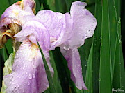 After the Rain Photograph by Amy Hosp After the Rain Photograph by Amy Hosp