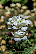 Aging Gracefully Photograph by Az Jackson Aging Gracefully Photograph by Az Jackson