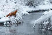 Alaska Red Fox Photograph by Scott Slone