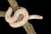 Albino California Kingsnake Photograph by David Kenny Albino California Kingsnake Photograph by David Kenny