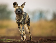 Alert Photograph by Jaco Marx