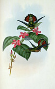 Allied Hermit (glaucis Affinis) By Gould Painting by Academy Of Natural Sciences