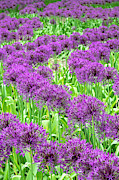 Allium Purple Rain Flowers in May Photograph by Tim Gainey