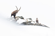 Alpine Ibex Male, With Kid On Mountain Ridge In Heavy Photograph by David Pattyn / Naturepl.com Alpine Ibex Male, With Kid On Mountain Ridge In Heavy Photograph by David Pattyn / Naturepl.com