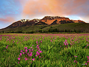 Alpine Shooting Stars Photograph by Leland D Howard