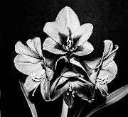Amaryllis Black and White Flower Photograph by Louis Dallara