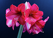 Amaryllis Flowers Photograph by Science Photo Library