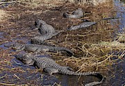 American Alligators Photograph by Science Photo Library