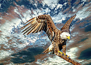 American Bald Eagle Artistry Mixed Media by DB Hayes