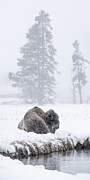 American Bison Male Resting In A Snow Storm. Firehole River Photograph by Nick Garbutt / Naturepl.com American Bison Male Resting In A Snow Storm. Firehole River Photograph by Nick Garbutt / Naturepl.com