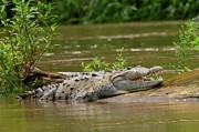 American Crocodiles Photograph by Science Photo Library