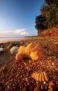 Ammonite Fossels. False Bay. Lake St Photograph by Roger De La Harpe