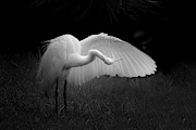 An Egret in the Forest Photograph by Mark Andrew Thomas An Egret in the Forest Photograph by Mark Andrew Thomas
