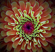An Orange and Green Dahlia at the North Carolina State Arboretum Photograph by L Bosco
