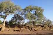 Ana Tree Or Apple-ring Acacia Photograph by Roger De La Harpe