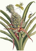 Ananas Painting by Maria Sibylla Merian