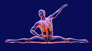 Anatomy Of A Dancer Photograph by Science Photo Library