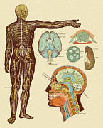 Anatomy of Nerves of Body and Head Drawing by CSA Images Anatomy of Nerves of Body and Head Drawing by CSA Images