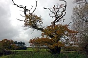 Ancient Oak With Die Back Photograph by Science Photo Library