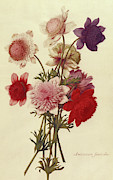 Anemone Coronaria, 17th century Painting by Nicolas Robert