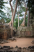Angkor Wat Trees And Temples Photograph by Max Seigal