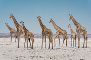 Angolan Giraffes Approaching A Scarce Waterhole. Etosha Photograph by Doug Gimesy / Naturepl.com Angolan Giraffes Approaching A Scarce Waterhole. Etosha Photograph by Doug Gimesy / Naturepl.com
