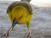Angry Bird Photograph by Eric Pengelly