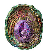 Animal Cell on White Digital Art by Russell Kightley