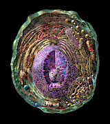 Animal Cell Digital Art by Russell Kightley