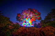 Animal Kingdom's Tree of Life Photograph by Mark Andrew Thomas Animal Kingdom's Tree of Life Photograph by Mark Andrew Thomas