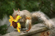 Animal - Squirrel - Summer treats Photograph by Mike Savad Animal - Squirrel - Summer treats Photograph by Mike Savad