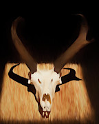 Antelope 002 Photograph by Rob Graham