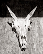 Antelope 005 Photograph by Rob Graham