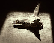 Antelope 006 Photograph by Rob Graham