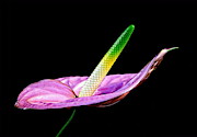 Anthurium Photograph by Alex Morales