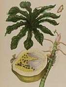 Antique Botanical Artwork Painting by Maria Sibylla Graff Merian Antique Botanical Artwork Painting by Maria Sibylla Graff Merian