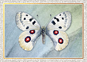 Apollo Butterfly Painting by Amy Kirkpatrick