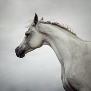 Arabian Horse Portrait Photograph by Dimitar Hristov