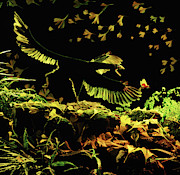 Archaeopteryx chasing a locust Photograph by Warren Photographic